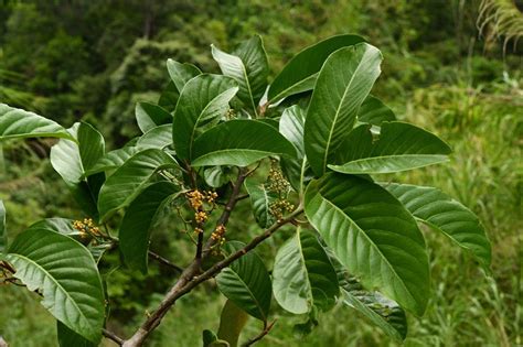 植物名稱大全|中国生物志库·植物